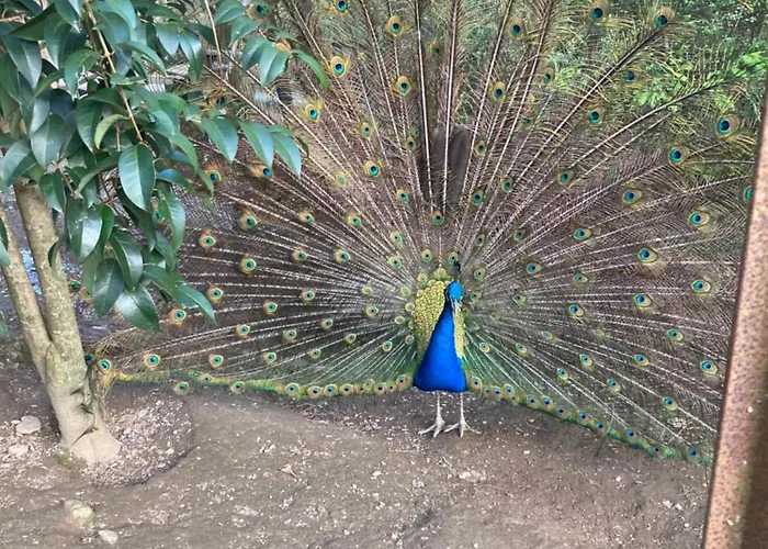 Casa Fontes O Tocano Üdülőpark *